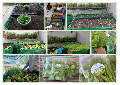 โครงการแปลงผักให้ใจ (ผักปลอดภัย ไร้สารพิษ)